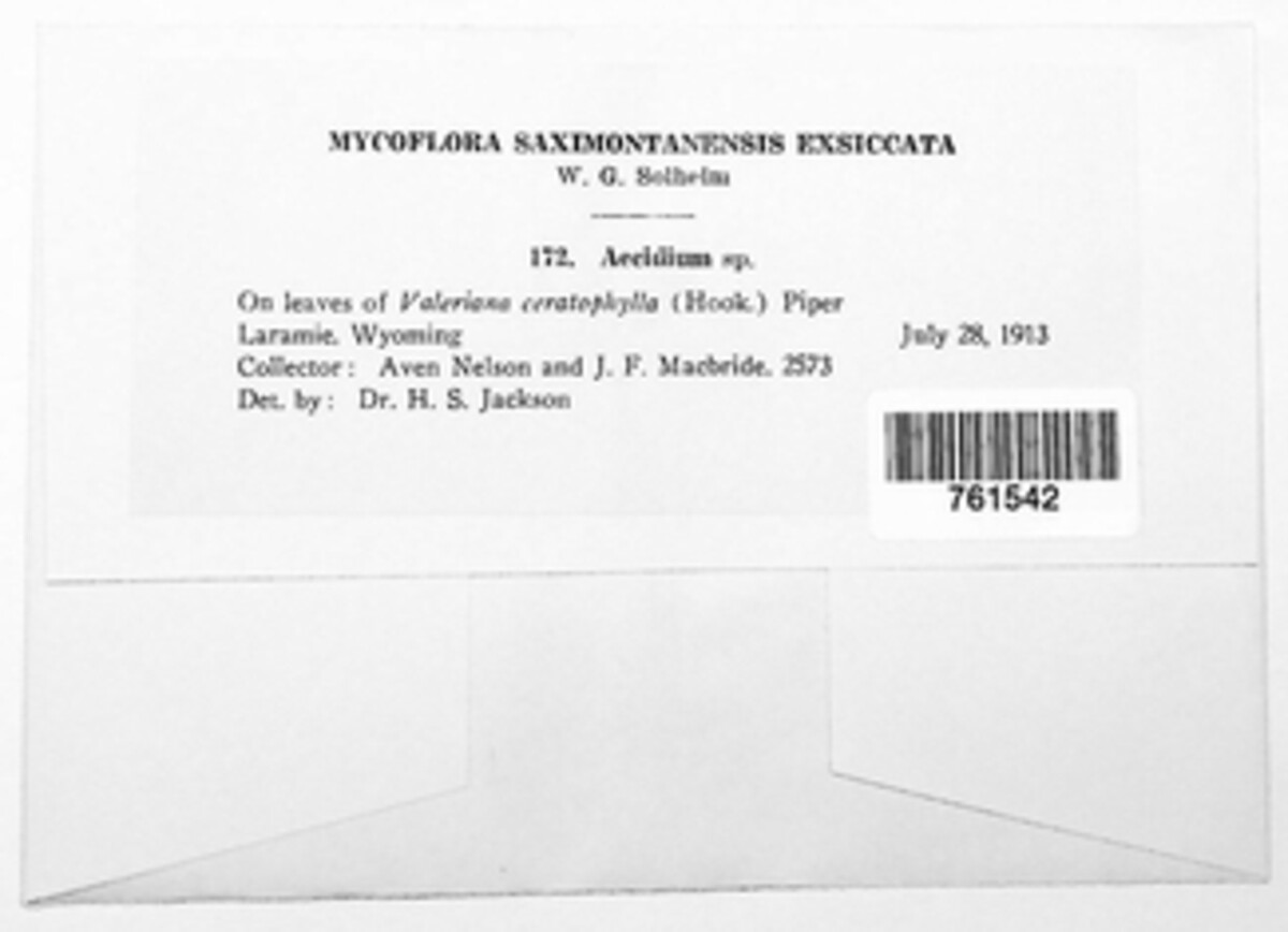 Pucciniaceae image